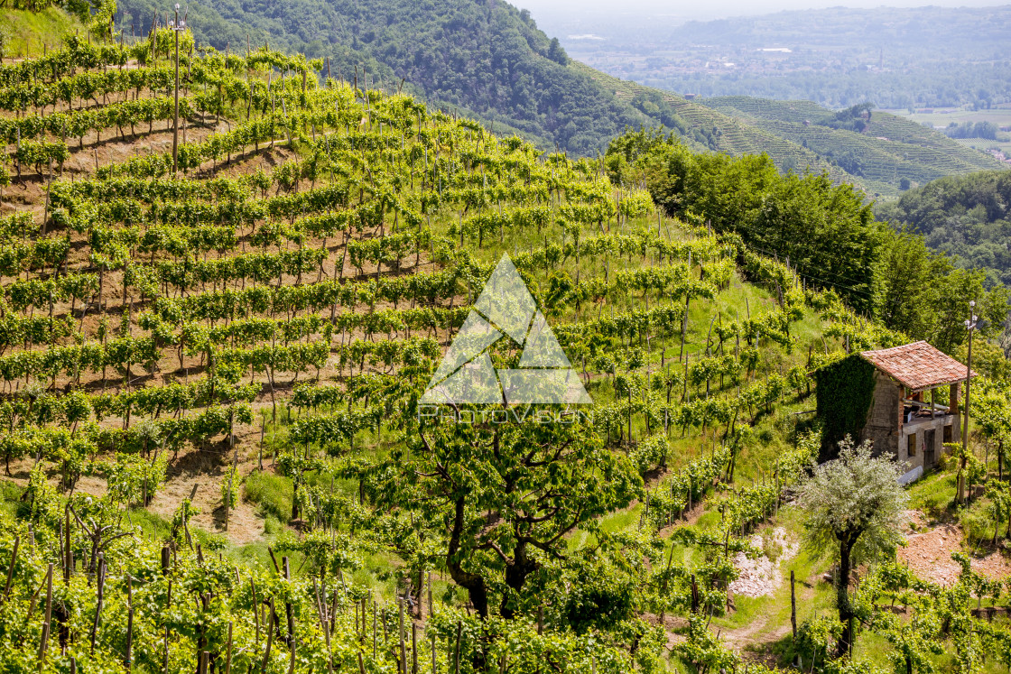 "Prosecco region, view of hills with vineyards, sunny day" stock image