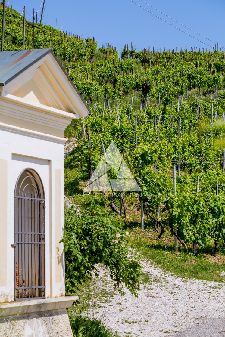 "Prosecco region, view of hills with vineyards, sunny day" stock image