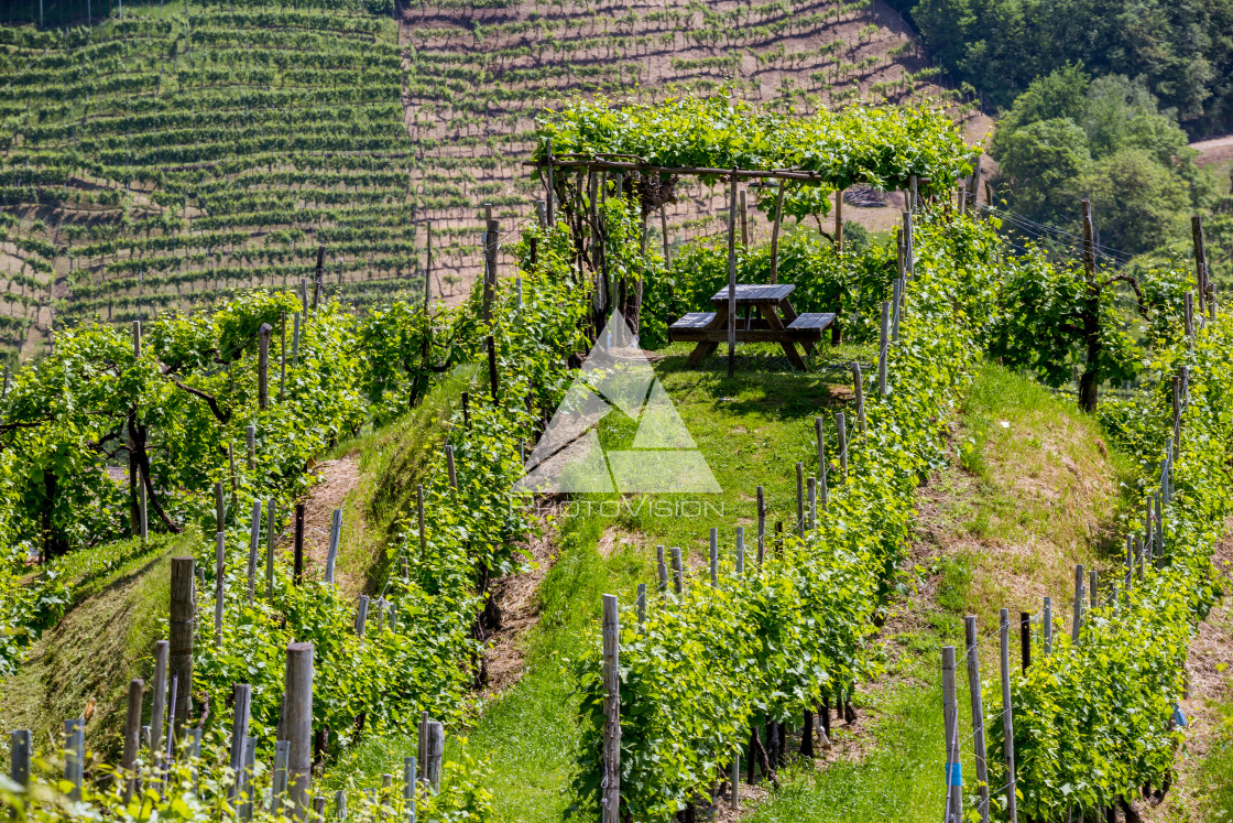 "Prosecco region, view of hills with vineyards, sunny day" stock image