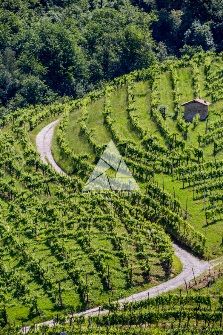 "Prosecco region, view of hills with vineyards, sunny day" stock image