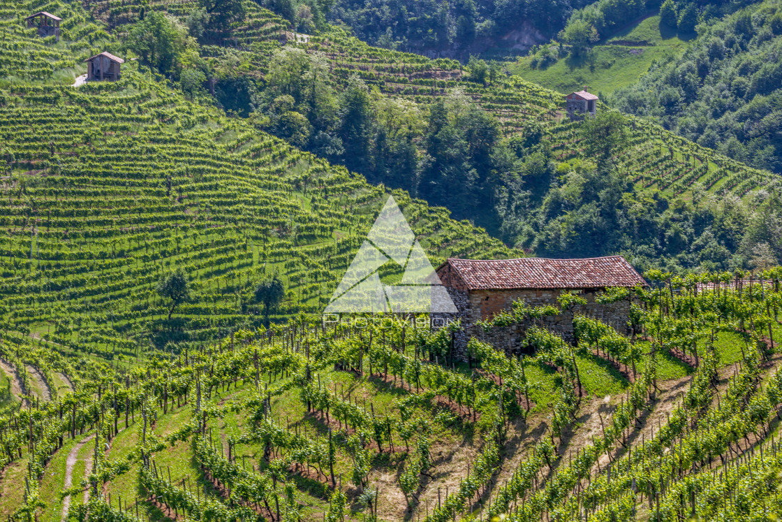 "Prosecco region, view of hills with vineyards, sunny day" stock image