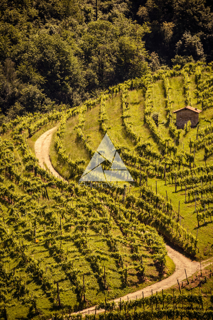 "Prosecco region, view of hills with vineyards, sunny day" stock image