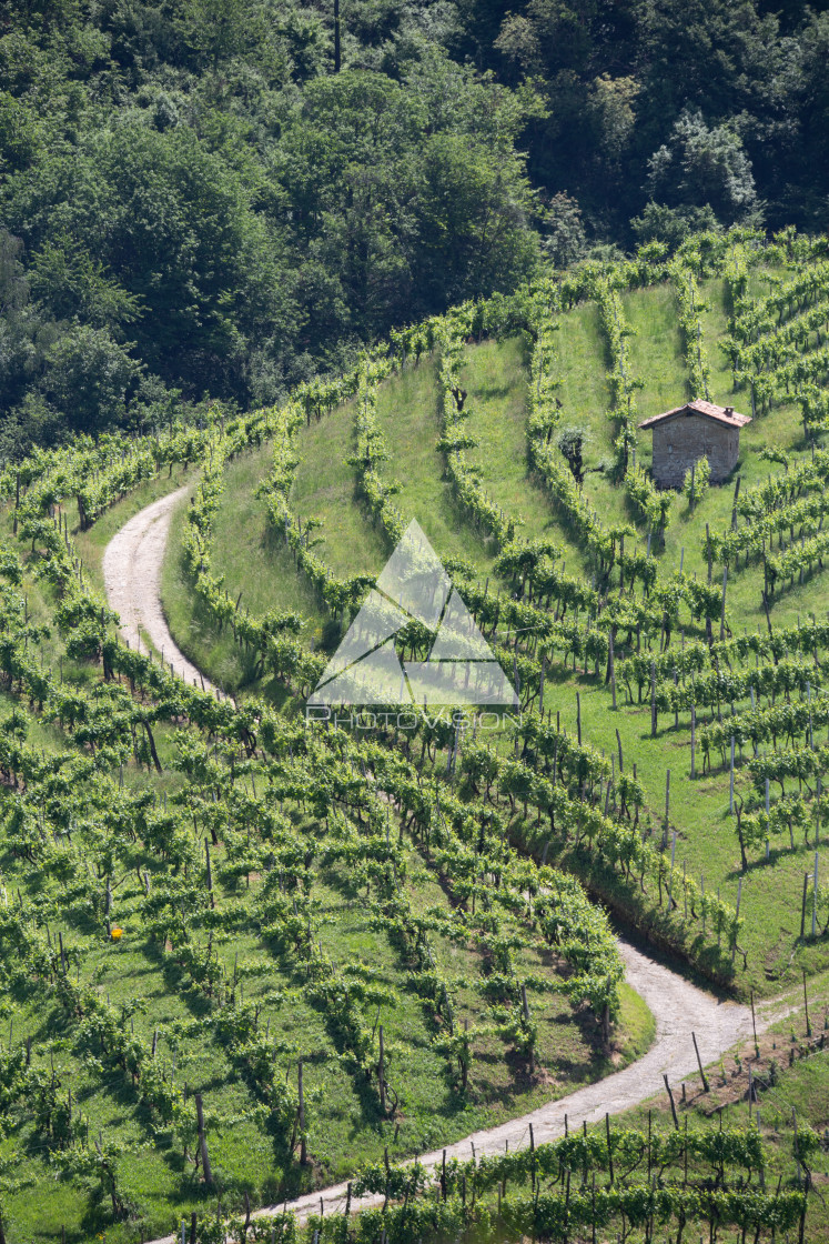 "Prosecco region, view of hills with vineyards, sunny day" stock image