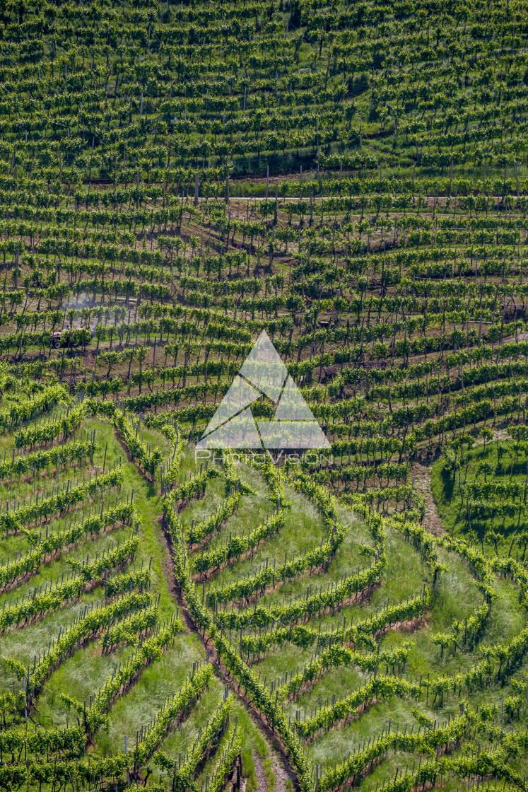 "Prosecco region, view of hills with vineyards, sunny day" stock image