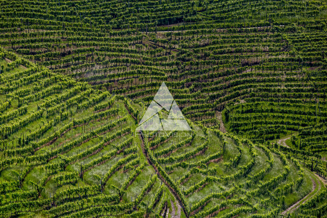 "Prosecco region, view of hills with vineyards, sunny day" stock image