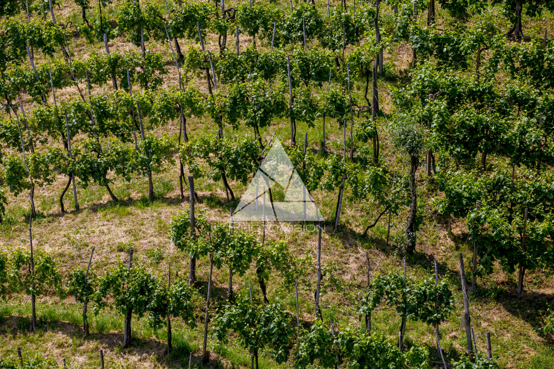 "Prosecco region, view of hills with vineyards, sunny day" stock image