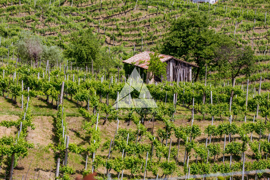 "Prosecco region, view of hills with vineyards, sunny day" stock image