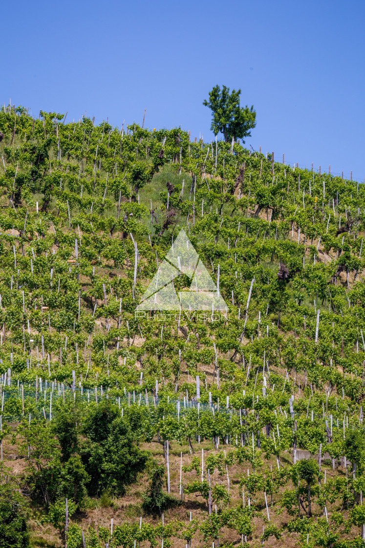 "Prosecco region, view of hills with vineyards, sunny day" stock image