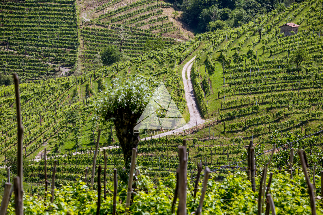 "Prosecco region, view of hills with vineyards, sunny day" stock image