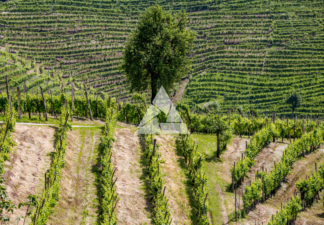 "Prosecco region, view of hills with vineyards, sunny day" stock image