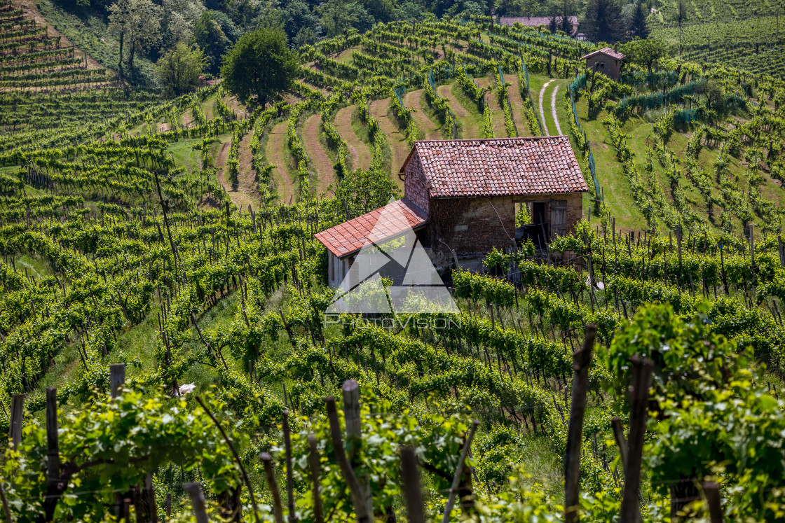 "Prosecco region, view of hills with vineyards, sunny day" stock image