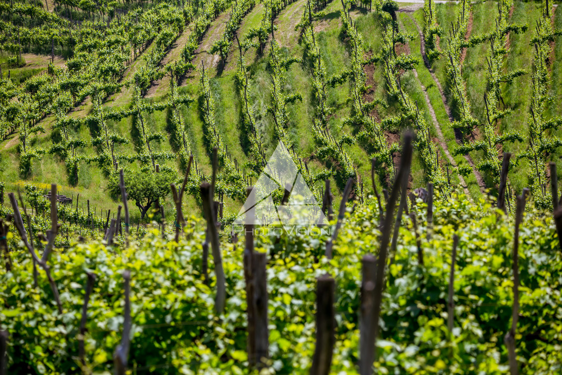 "Prosecco region, view of hills with vineyards, sunny day" stock image