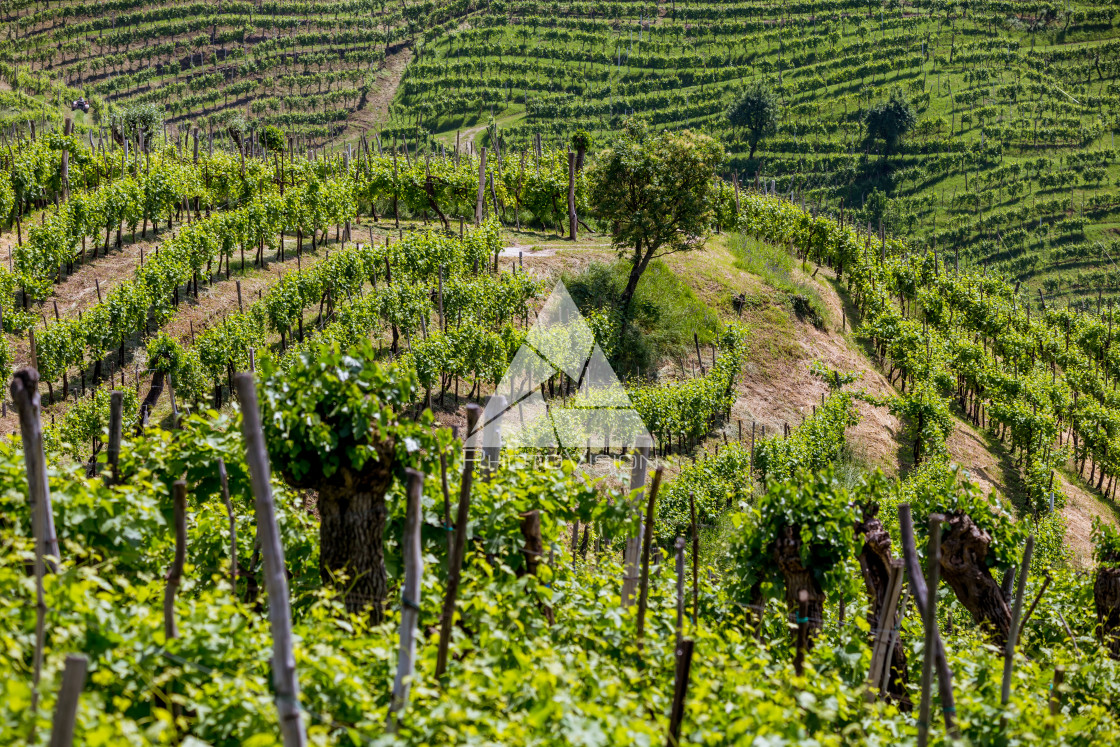 "Prosecco region, view of hills with vineyards, sunny day" stock image