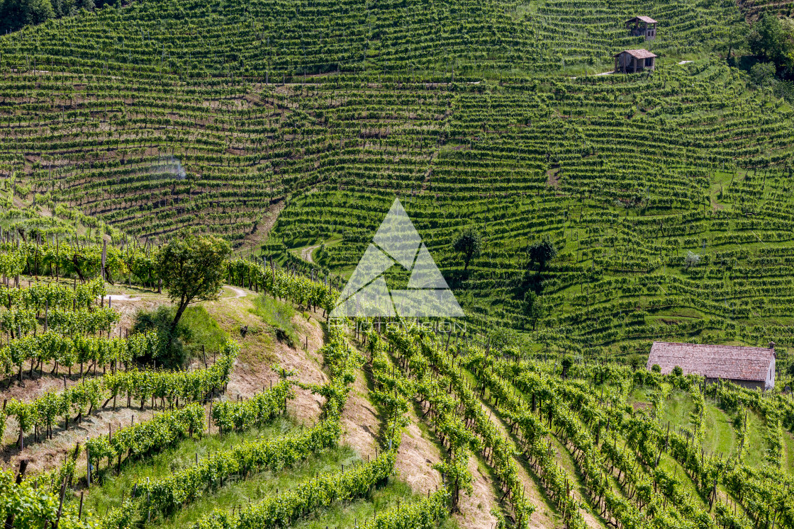 "Prosecco region, view of hills with vineyards, sunny day" stock image