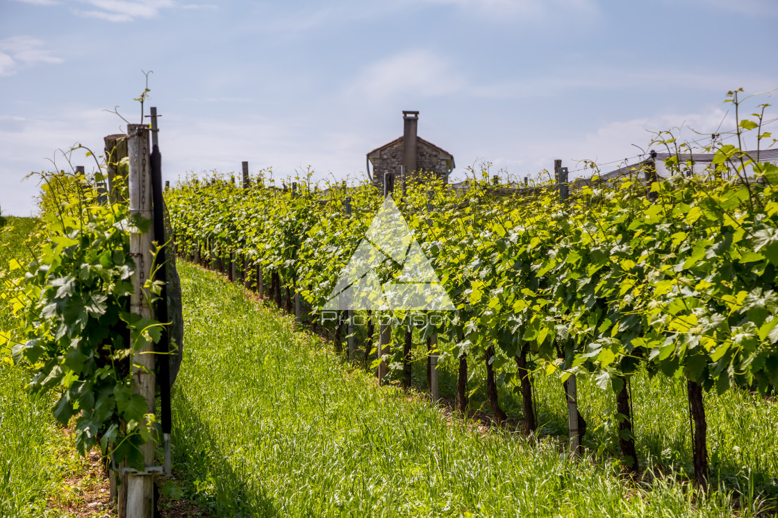 "Prosecco region, view of hills with vineyards, sunny day" stock image