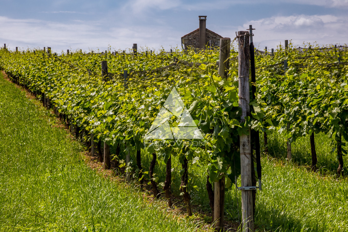 "Prosecco region, view of hills with vineyards, sunny day" stock image