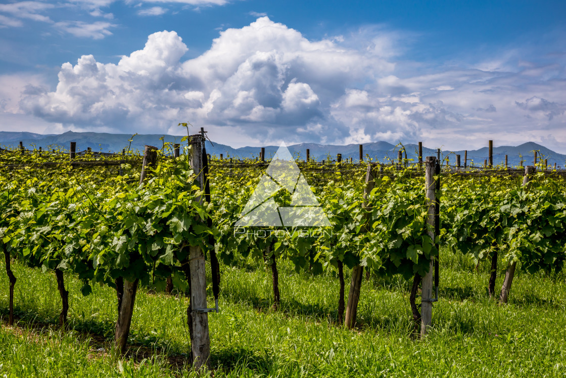 "Prosecco region, view of hills with vineyards, sunny day" stock image