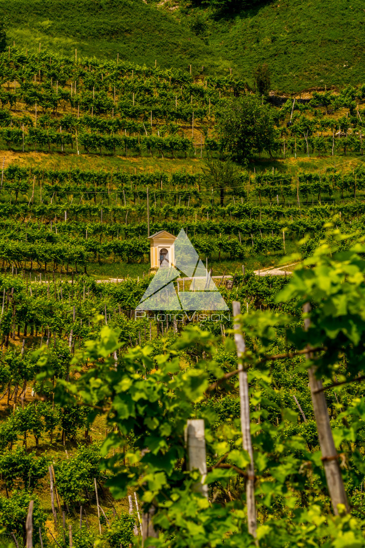 "Chapel in the vineyard" stock image