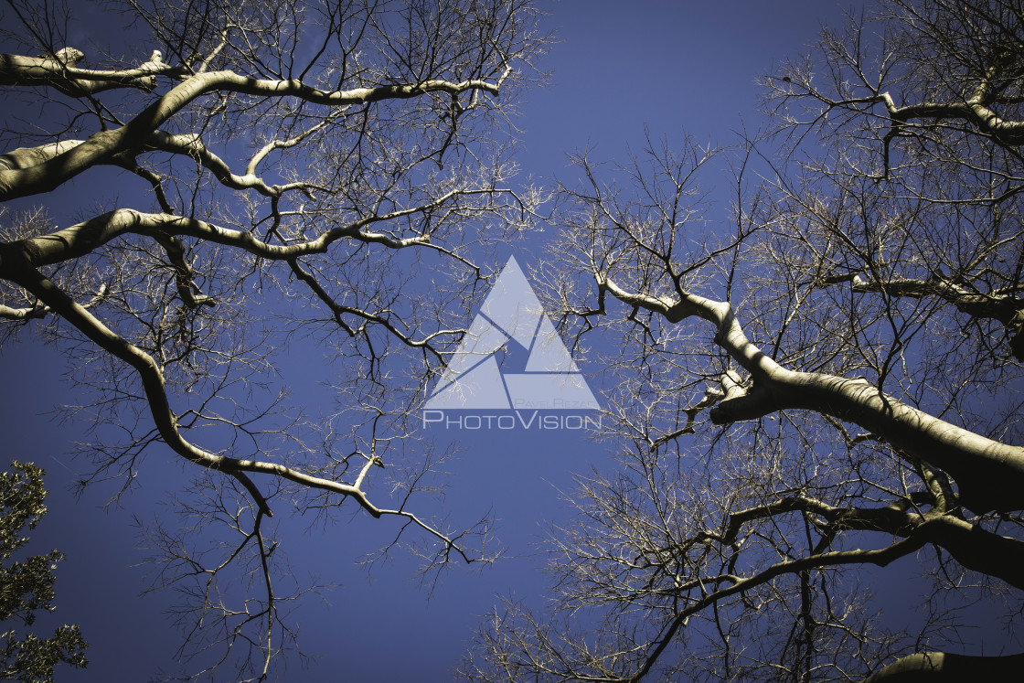 "Tree crowns in winter, view from the ground" stock image