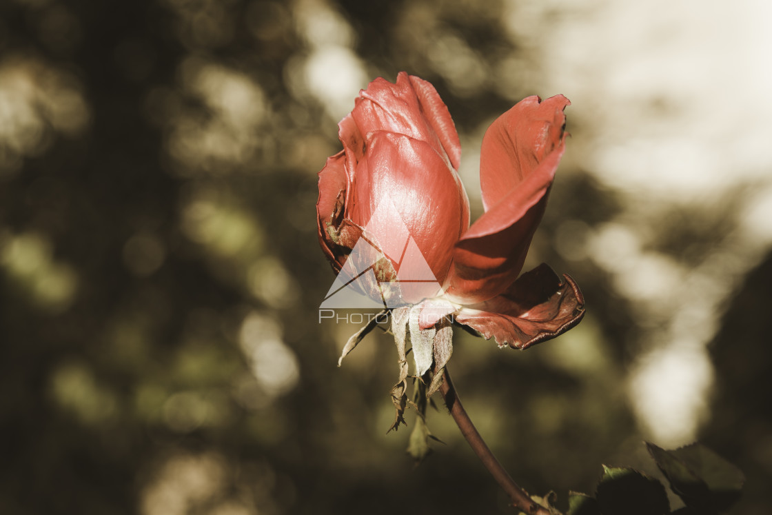 "Rose flower in winter" stock image