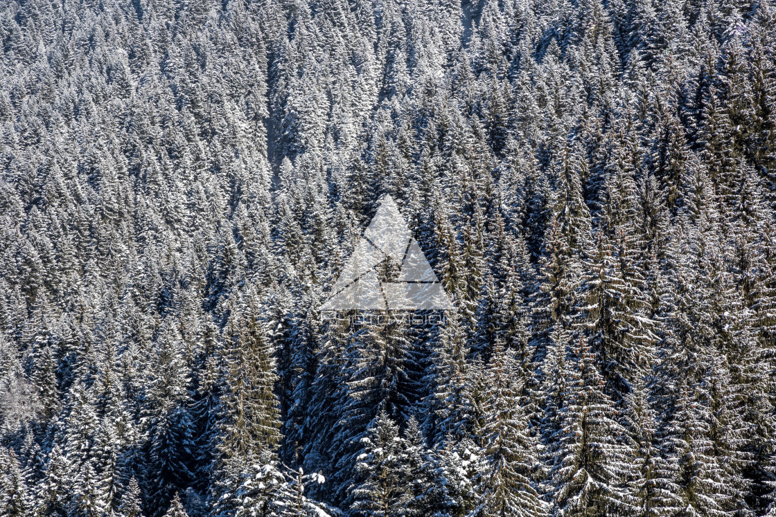 "Top view of snowy spruce forest" stock image