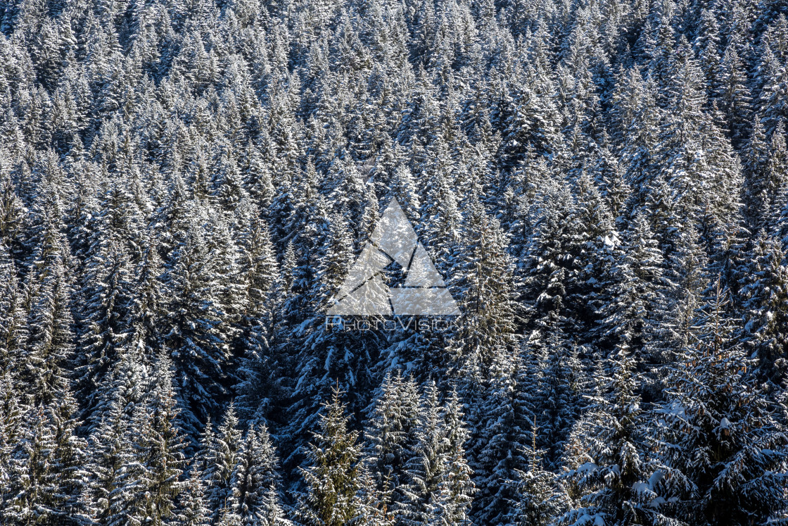 "Top view of snowy spruce forest" stock image