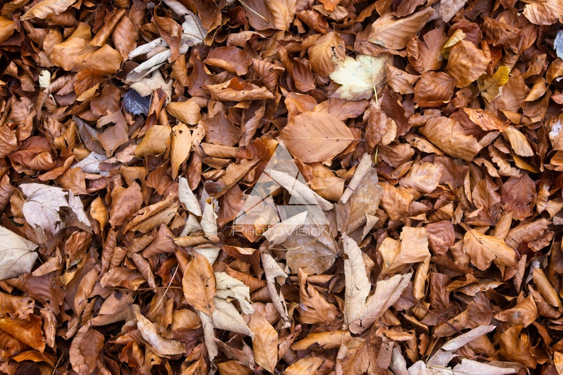 "Autumn colored leaves" stock image