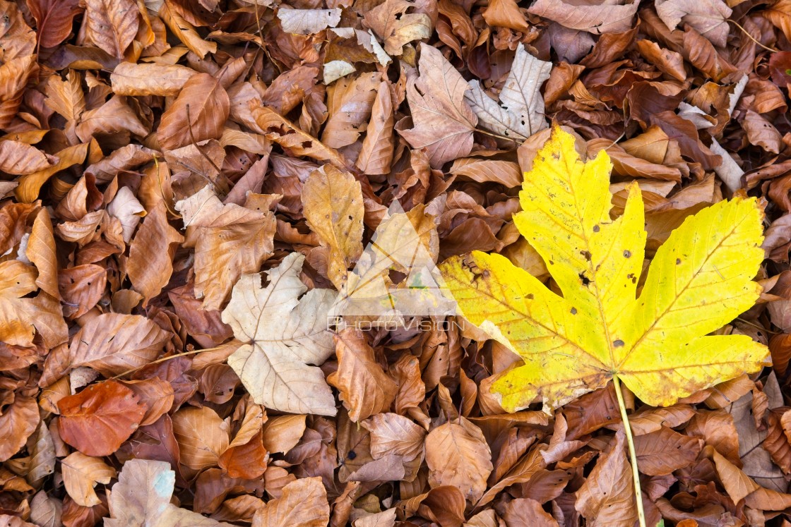 "Autumn colored leaves" stock image