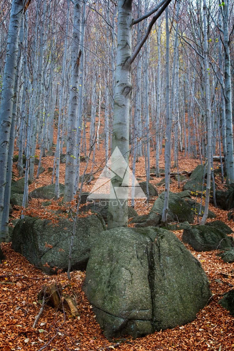 "Deep forest in autumn colors" stock image