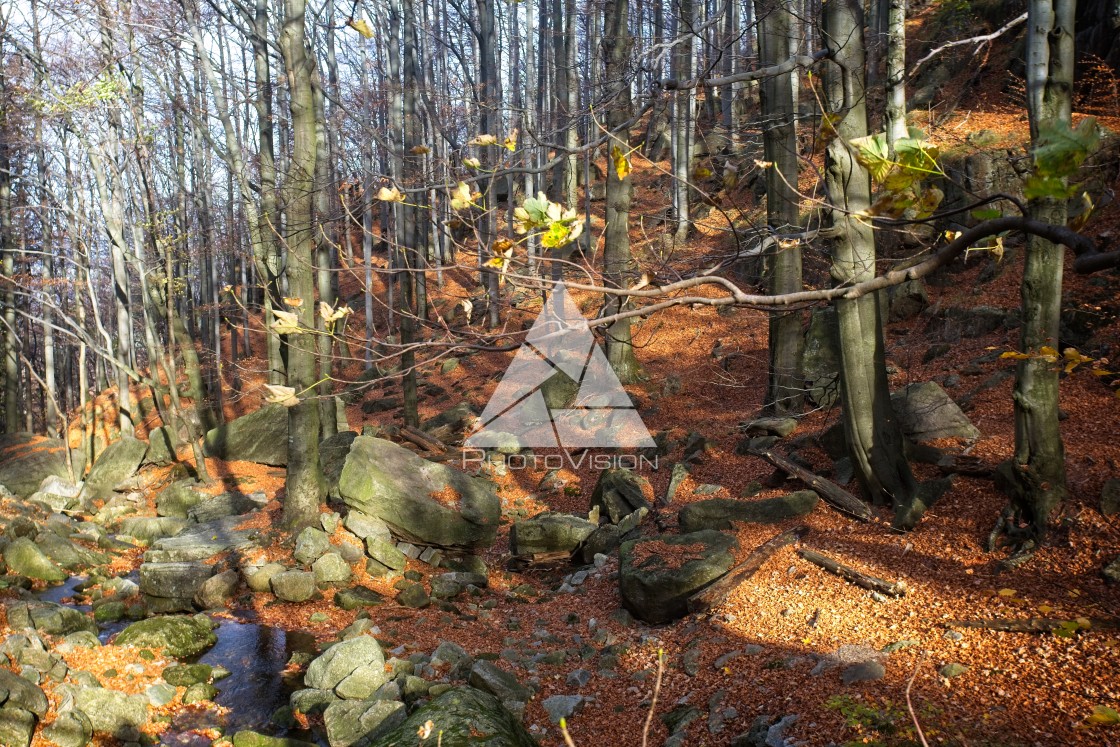 "Deep forest in autumn colors" stock image