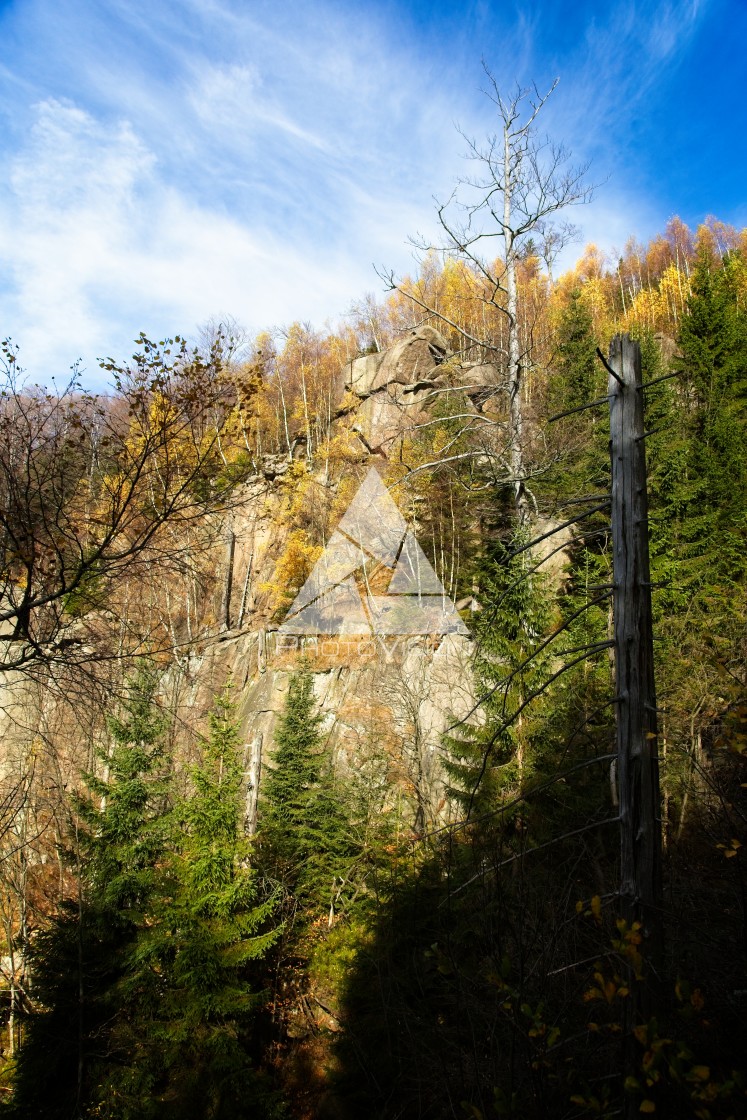 "Fall colors in the forest" stock image