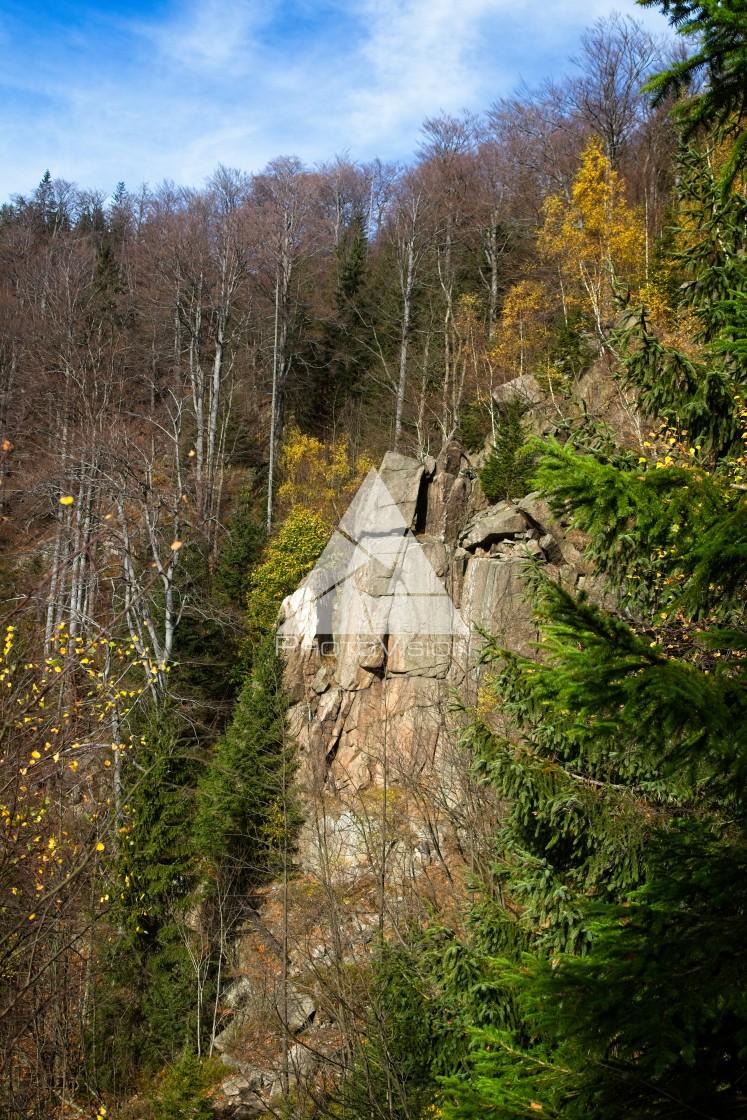 "Fall colors in the forest" stock image