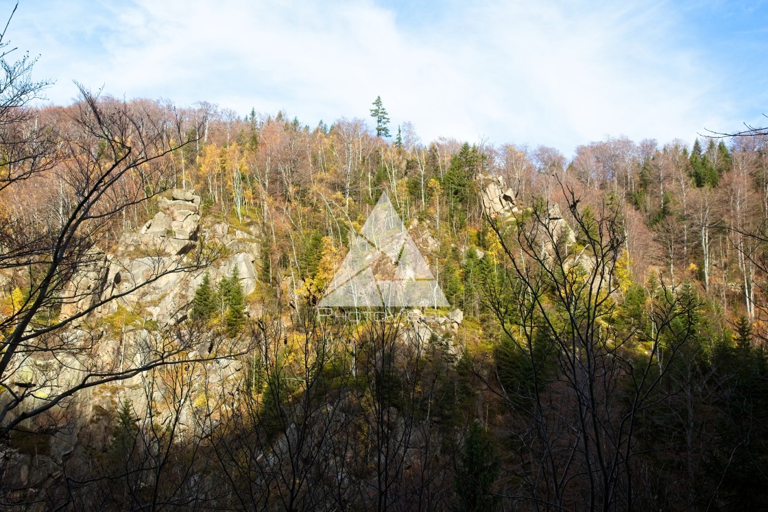 "Fall colors in the forest" stock image