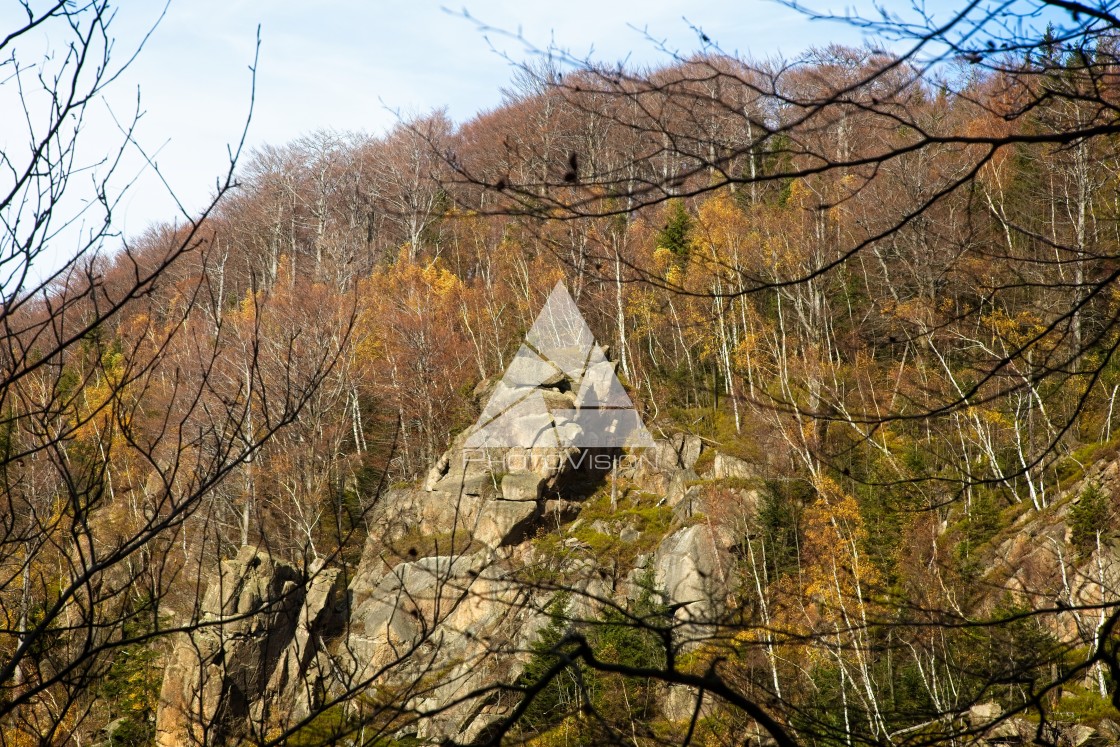 "Fall colors in the forest" stock image