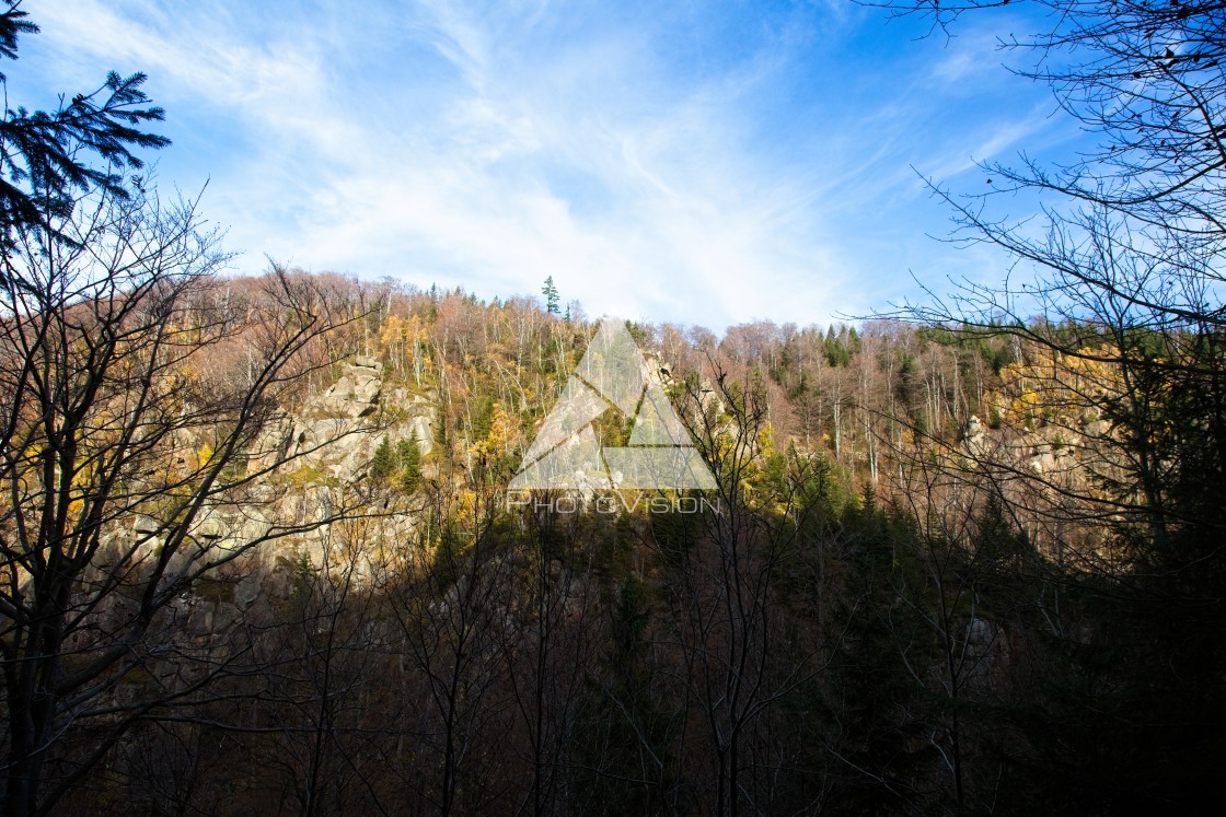 "Fall colors in the forest" stock image