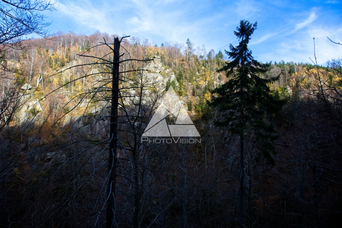 "Fall colors in the forest" stock image