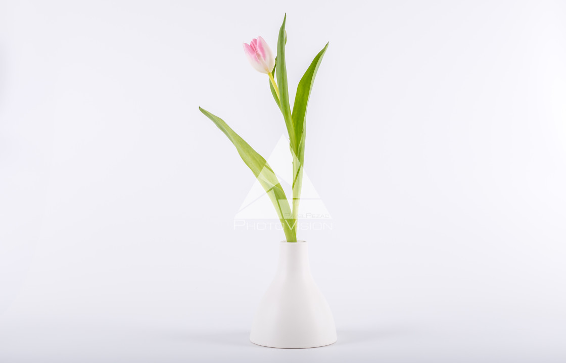 "Tulips in minimalistic vase" stock image