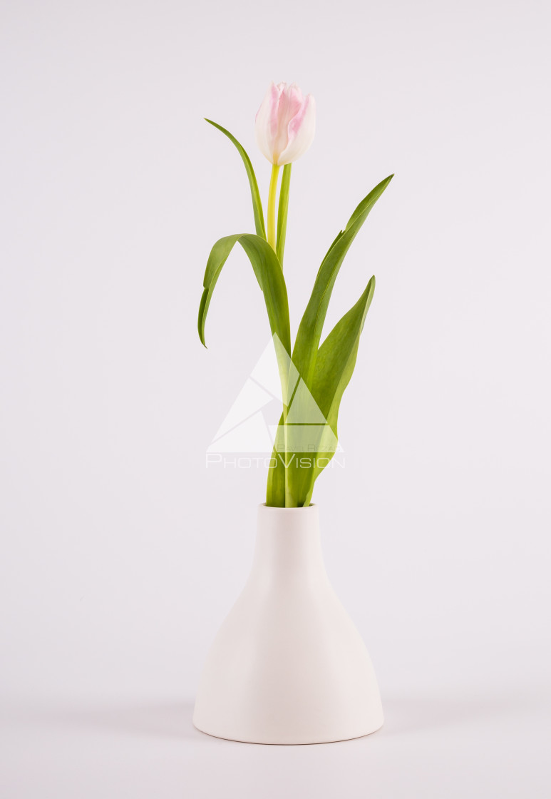 "Tulips in minimalistic vase" stock image