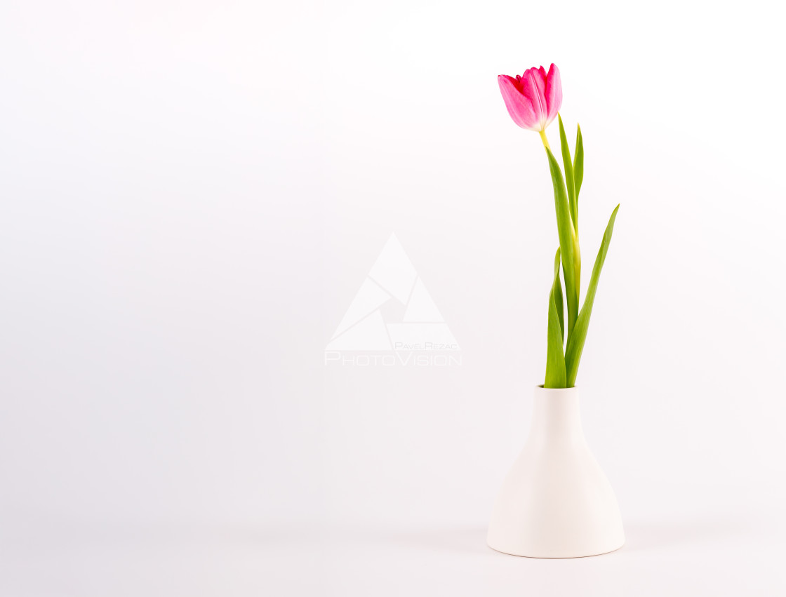 "Tulips in minimalistic vase" stock image