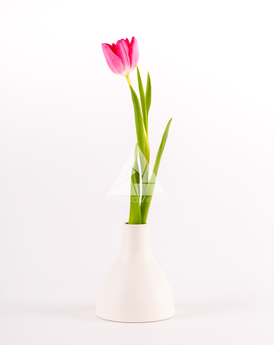 "Tulips in minimalistic vase" stock image