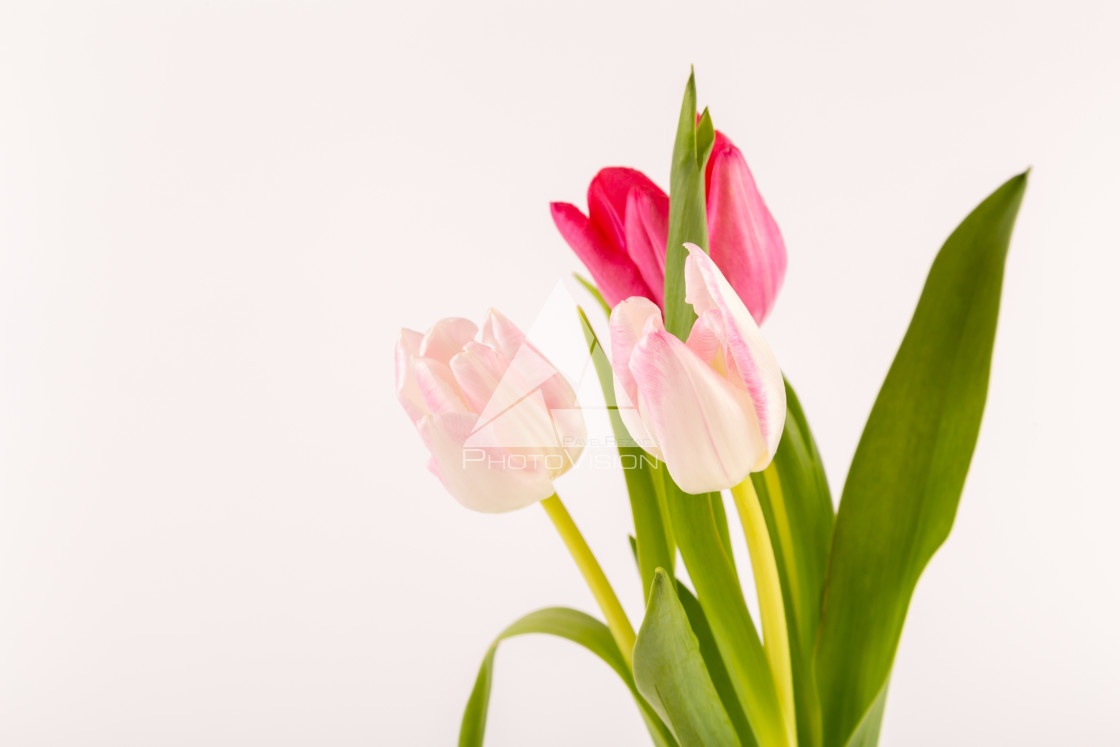 "Fresh spring tulips on white" stock image