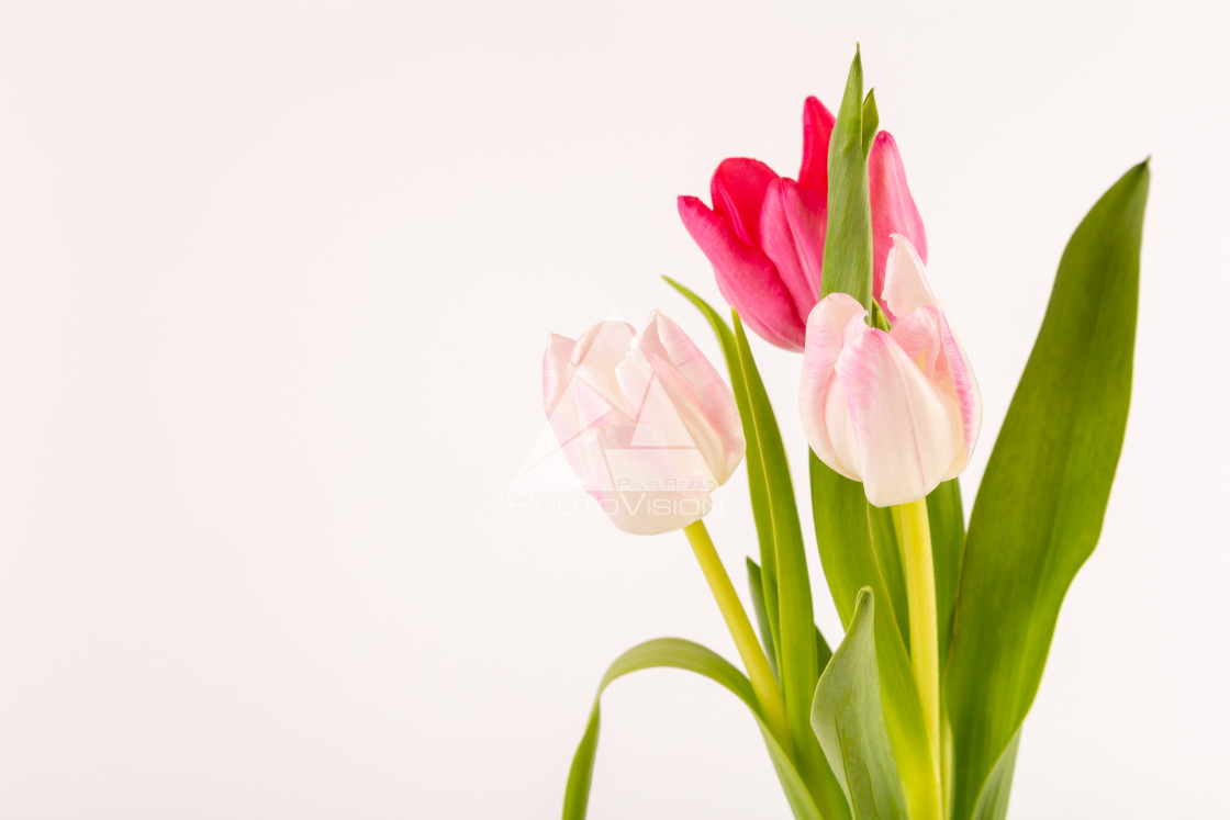 "Fresh spring tulips on white" stock image