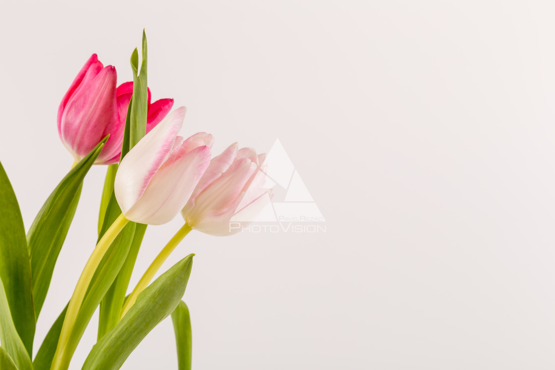 "Fresh spring tulips on white" stock image