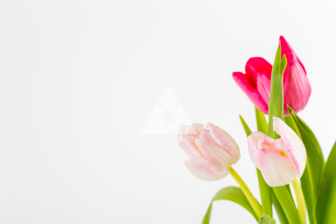 "Fresh spring tulips on white" stock image