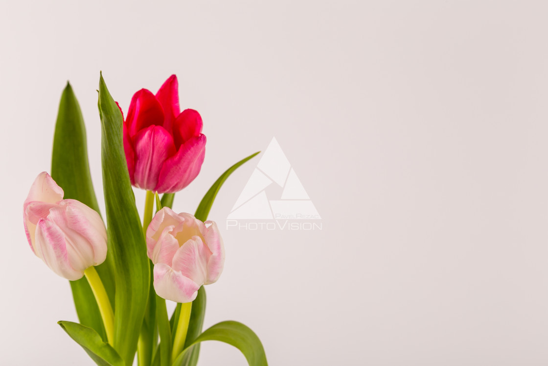 "Fresh spring tulips on white" stock image