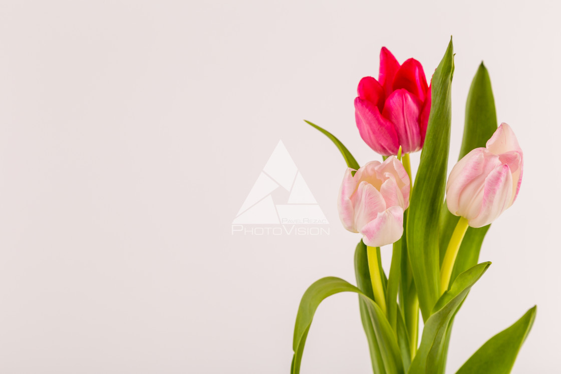 "Fresh spring tulips on white" stock image