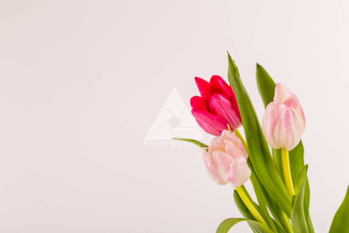 "Fresh spring tulips on white" stock image