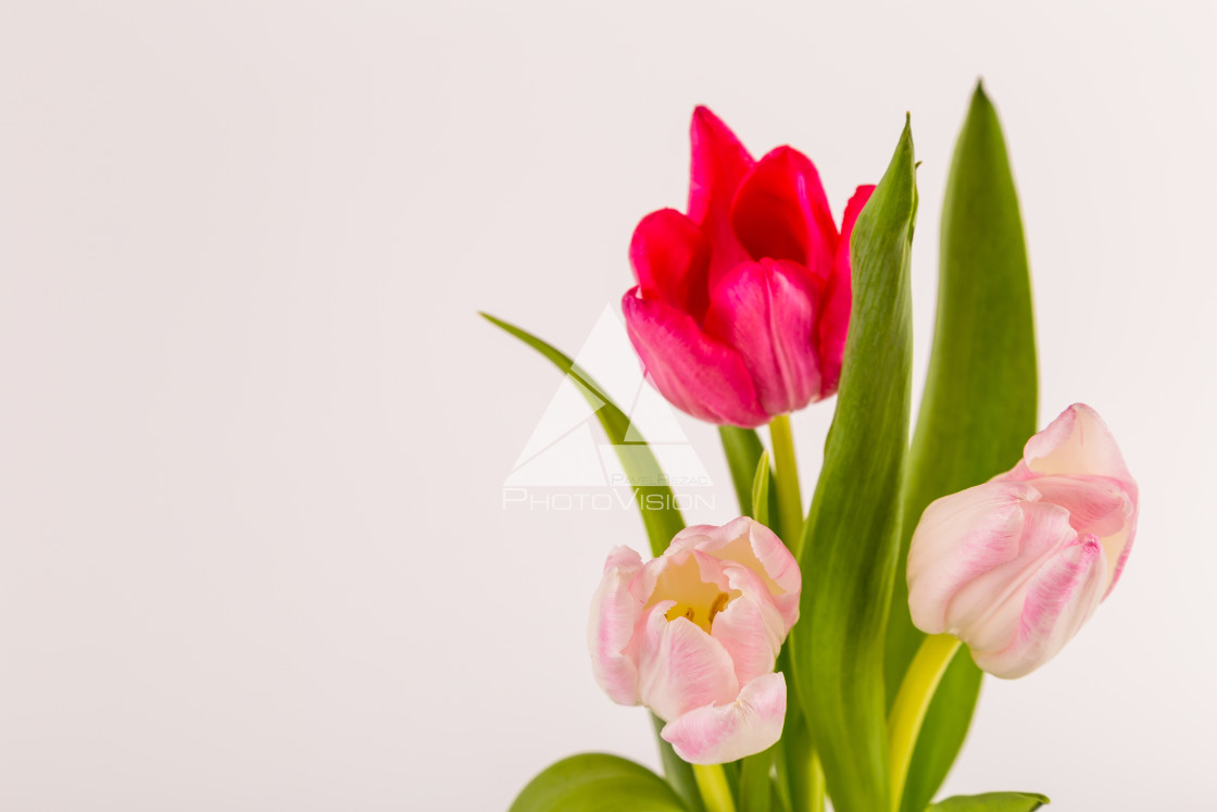 "Fresh spring tulips on white" stock image