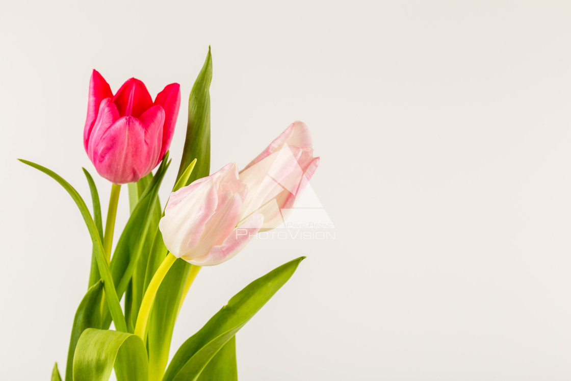 "Fresh spring tulips on white" stock image