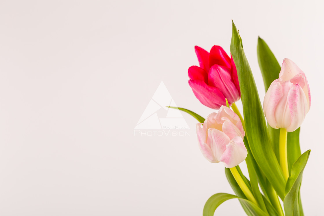 "Fresh spring tulips on white" stock image